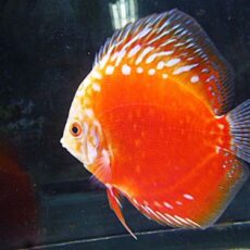 ラフレシアディスカス③　２０２５年１２月３０日入荷