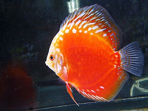 ラフレシアディスカス③　２０２５年１２月３０日入荷