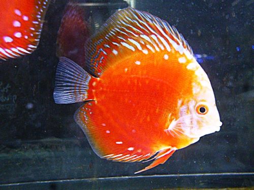 ラフレシア・ディスカス