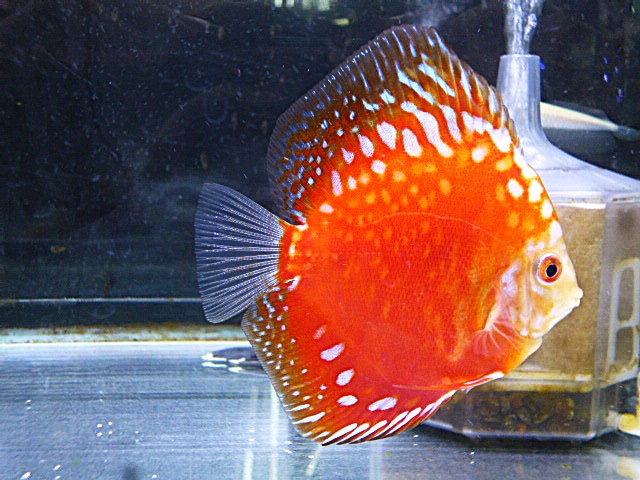 ラフレシア・ディスカス