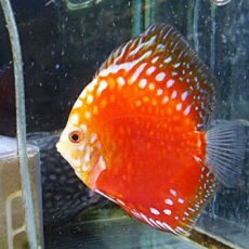 ラフレシアディスカス④　２０２５年１２月２０日入荷