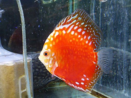 ラフレシアディスカス④　２０２５年１２月２０日入荷