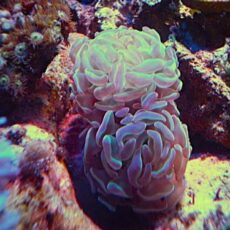 ナガレハナ　ホログラムハンマー　２０２６年３月２３日撮影