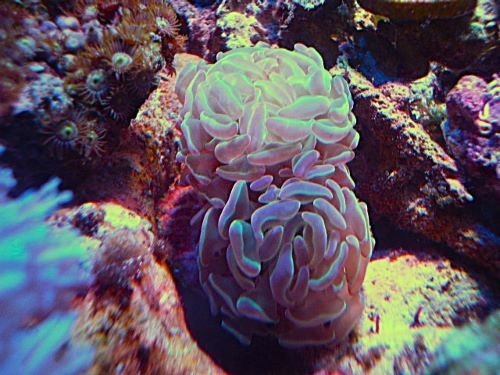 ナガレハナ　ホログラムハンマー　２０２６年３月２３日撮影