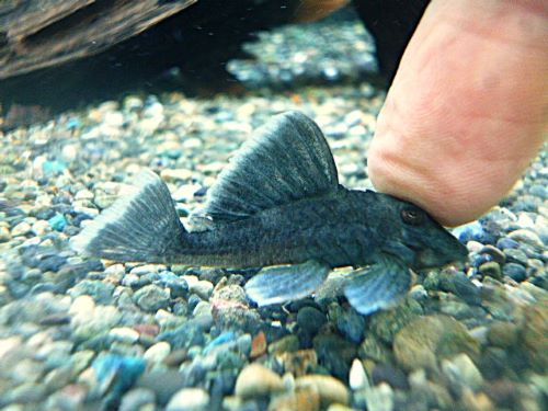 ブルーフィンパナクエ