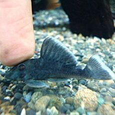 ブルーフィンパナクエ　２０２６年２月２５日入荷