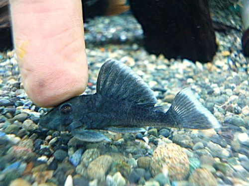 ブルーフィンパナクエ　２０２６年２月２５日入荷