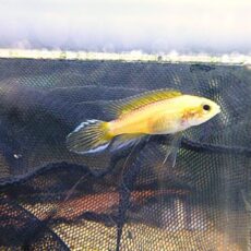 アピスト　アガシジ　ゴールデン　ペア　２０２６年３月１２日入荷