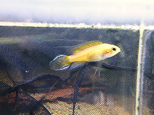 アピスト　アガシジ　ゴールデン　ペア　２０２６年３月１２日入荷