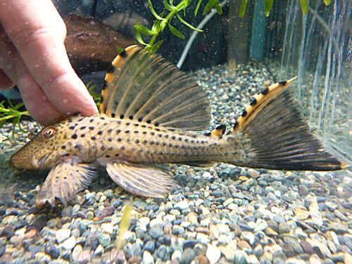 タイガーフィンサタンプレコ