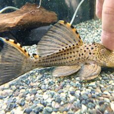 タイガーフィンサタンプレコ②　２０２６年２月２６日入荷