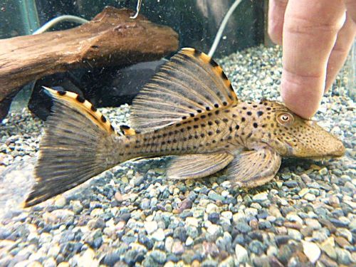 タイガーフィンサタンプレコ②　２０２６年２月２６日入荷