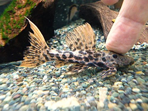 タイタニックトリムプレコ