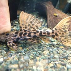 タイタニックトリムプレコ　２０２６年３月１２日入荷