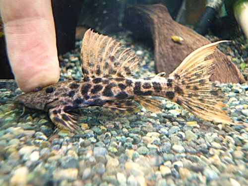 タイタニックトリムプレコ　２０２６年３月１２日入荷