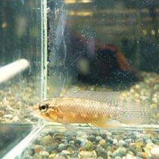 アピスト　エリザベサエ　スーパーレッド　ペア　２０２６年３月１９日入荷