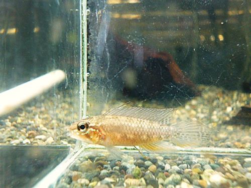 アピスト　エリザベサエ　スーパーレッド　ペア　２０２６年３月１９日入荷