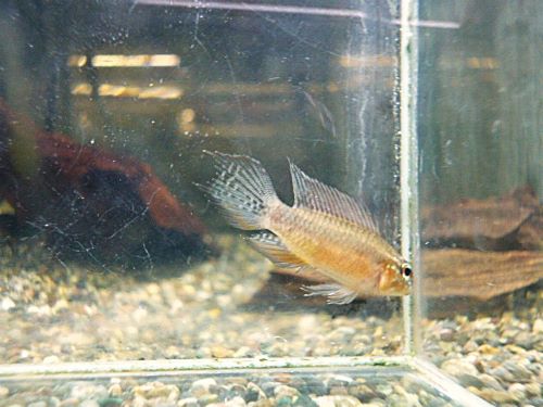 アピスト エリザベサエ スーパーレッド ペア 2026年3月19日入荷 エリザベサエ