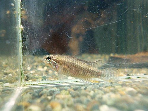 アピスト エリザベサエ スーパーレッド ペア 2026年3月19日入荷 エリザベサエ