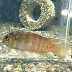 イバナカラ　アドケタ　トゥッカーノ　ペア　２０２６年３月２４日入荷