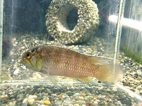 イバナカラ　アドケタ　トゥッカーノ　ペア　２０２６年３月２４日入荷