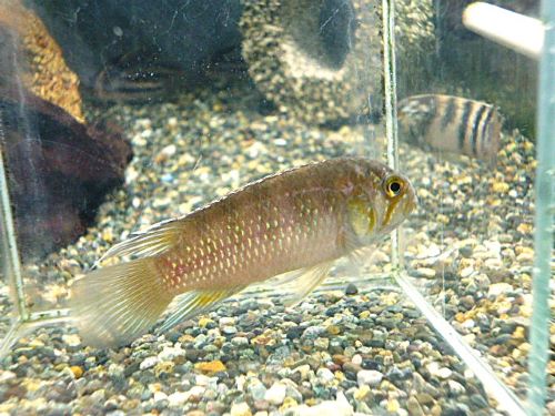 イバナカラ アドケタ トゥッカーノ ペア 2026年3月24日入荷 イバナカラ アドケタ