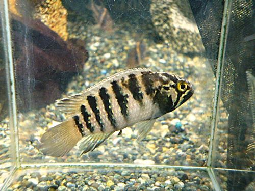 イバナカラ アドケタ トゥッカーノ ペア 2026年3月24日入荷 イバナカラ アドケタ