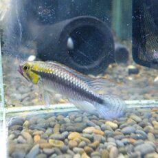 アピスト　ウィルヘルミ　ペア　２０２６年３月２４日入荷