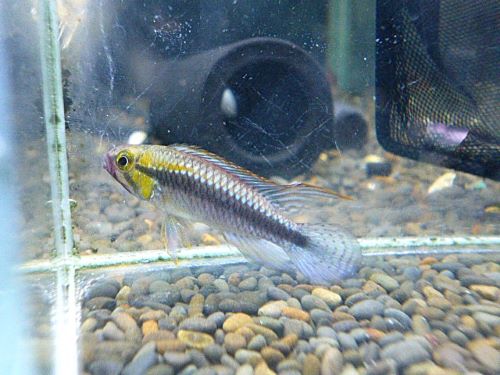 アピスト　ウィルヘルミ　ペア　２０２６年３月２４日入荷