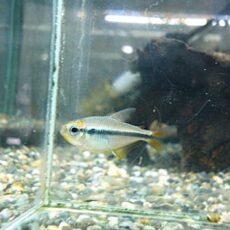 モンクホーシャＳｐ．ミスティックブルー５匹セット　２０２６年３月１４日入荷