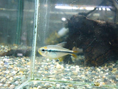 モンクホーシャＳｐ．ミスティックブルー５匹セット　２０２６年３月１４日入荷