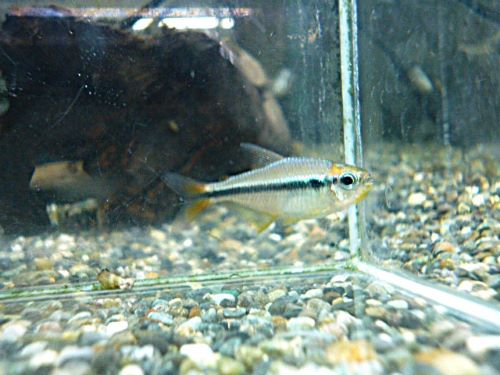 モンクホーシャＳｐ．ミスティックブルー