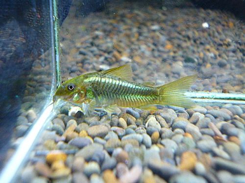 コリドラス　イルミナティグリーン　２０２６年３月２４日入荷