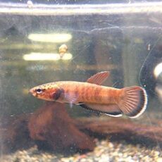 ＷＩＬＤベタ　チャンノイデスＬｏｎｇｉｒａｍ　ペア２０２６年３月２４日入荷