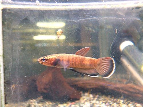 ＷＩＬＤベタ　チャンノイデスＬｏｎｇｉｒａｍ　ペア２０２６年３月２４日入荷