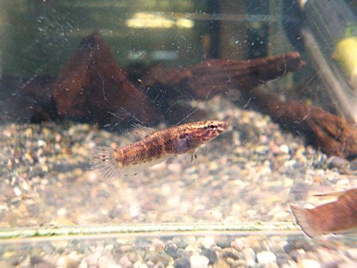 ベタ・チャンノイデス