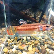 ＷＩＬＤベタ　マクロストマＢＲＵＮＥＩ　ペア　２０２６年３月２４日入荷