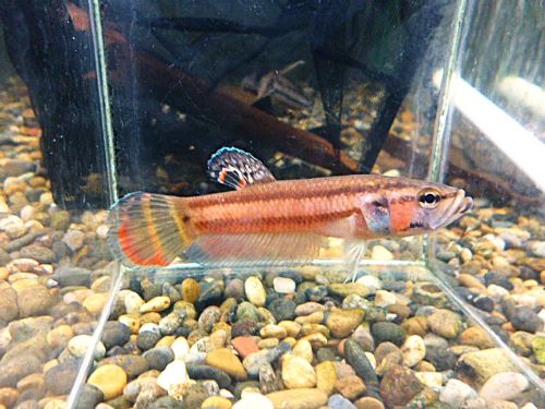 ＷＩＬＤベタ　マクロストマＢＲＵＮＥＩ　ペア　２０２６年３月２４日入荷