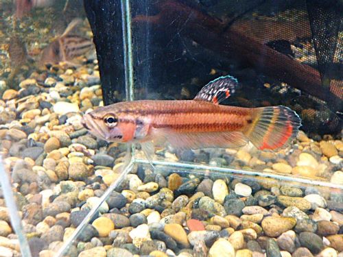 WILDベタ マクロストマBRUNEI ペア 2026年3月24日入荷 ベタ・マクロストマ