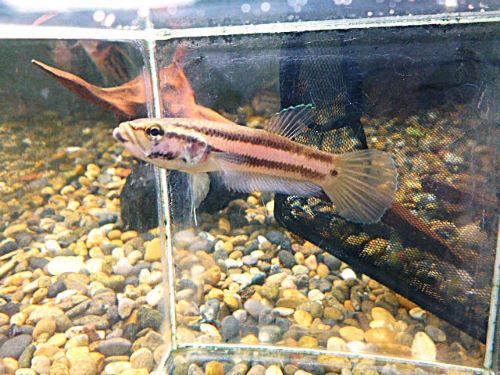 WILDベタ マクロストマBRUNEI ペア 2026年3月24日入荷 ベタ・マクロストマ