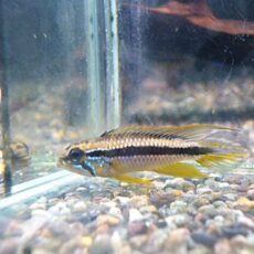 アピスト　アガシジ　プルス　ペア　２０２６年２月２８日入荷