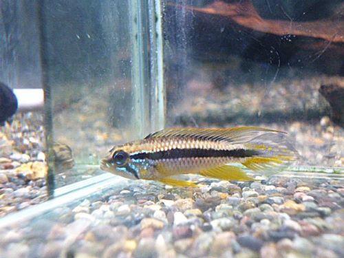 アピスト　アガシジ　プルス　ペア　２０２６年２月２８日入荷