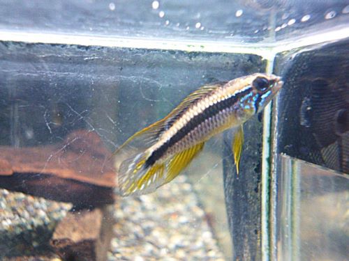 アピスト アガシジ プルス ペア 2026年2月28日入荷 アガシジ