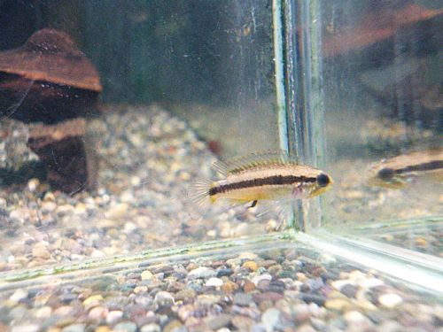 アピスト アガシジ プルス ペア 2026年2月28日入荷 アガシジ