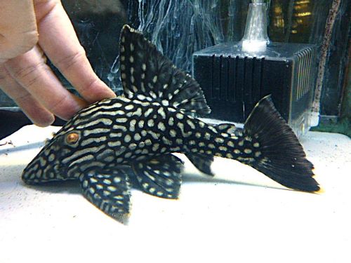 ハーフスポットロイヤルプレコ