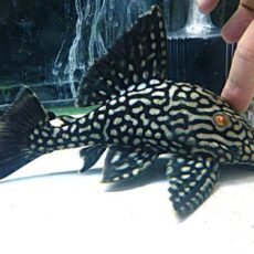 ハーフスポットロイヤルプレコ　２０２６年３月２６日入荷