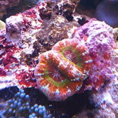 ガラハナガタ　スペシャルカラー　２０２６年３月２８日撮影