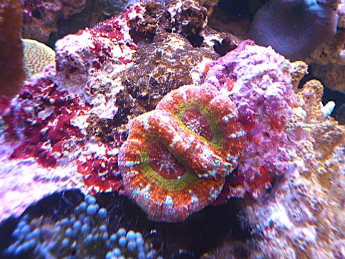 ガラハナガタ　スペシャルカラー　２０２６年３月２８日撮影