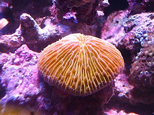 クサビライシ　メタリックオレンジ　２０２６年３月２８日撮影