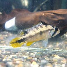 アピスト　ロシタエ　ペア　　２０２６年３月２４日入荷　